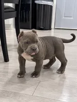 Jax, a male American Bully for sale in Upland, CA – 3 of 3