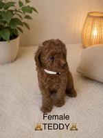 Teddy, a female Poodle - Toy  for sale in Upland, CA – 2 of 2