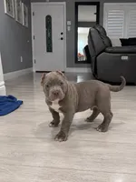 Jax, a male American Bully for sale in Upland, CA – 2 of 3