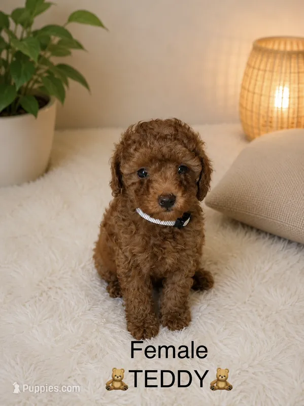 Teddy – Poodle - Toy  puppy for sale in Upland, CA