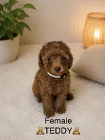 Teddy, a female Poodle - Toy  for sale in Upland, CA – 1 of 2