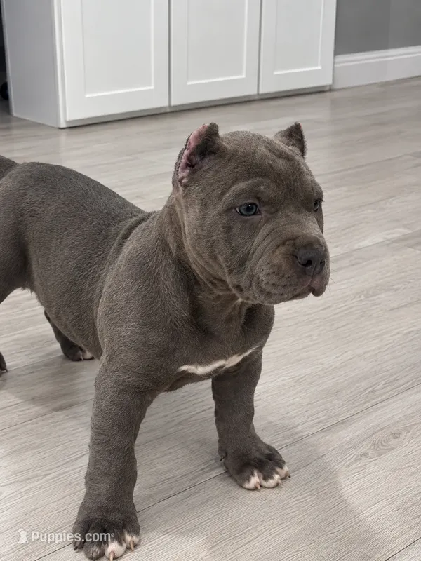 Nia – American Bully puppy for sale in Upland, CA