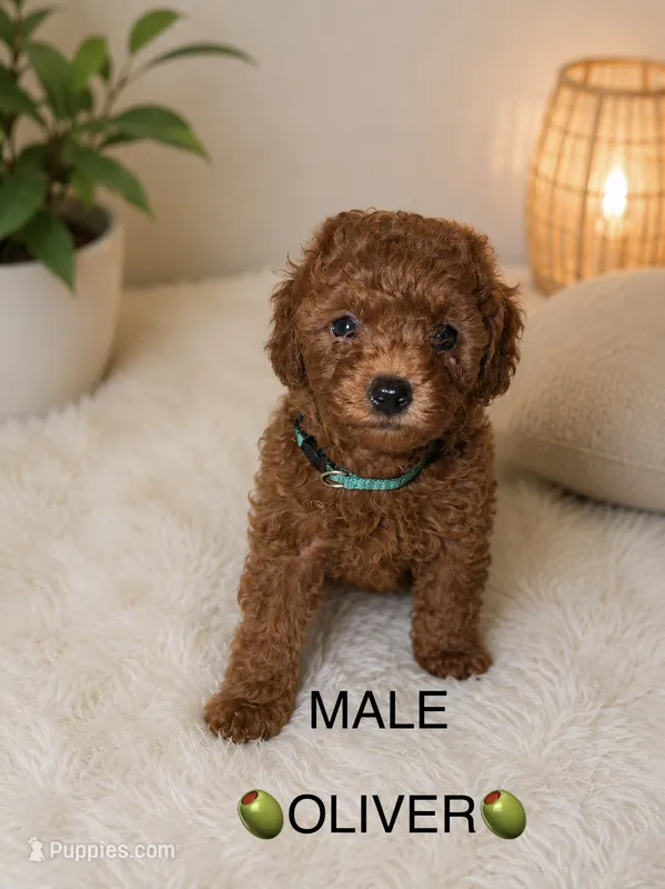 Oliver – Poodle - Toy  puppy for sale in Upland, CA