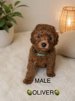 Oliver, a male Poodle - Toy  for sale in Upland, CA – 1 of 2