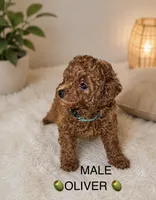 Oliver, a male Poodle - Toy  for sale in Upland, CA – 2 of 2