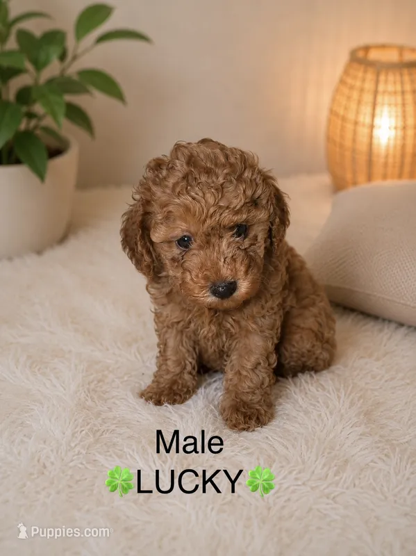 Lucky – Poodle - Toy  puppy for sale in Upland, CA