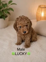 Lucky, a male Poodle - Toy  for sale in Upland, CA – 1 of 2