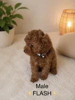 Flash, a male Poodle - Toy  for sale in Upland, CA – 1 of 2