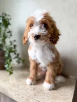 Rowan, a male Goldendoodle for sale in Warsaw, OH – 1 of 3