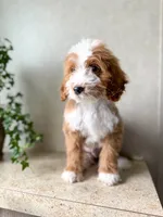 Rowan, a male Goldendoodle for sale in Warsaw, OH – 3 of 3