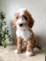Rowan, a male Goldendoodle for sale in Warsaw, OH – 2 of 3