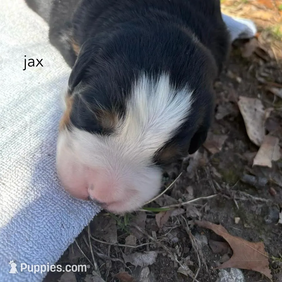 Jax – Bernese Mountain Dog puppy for sale in Norwood, MO