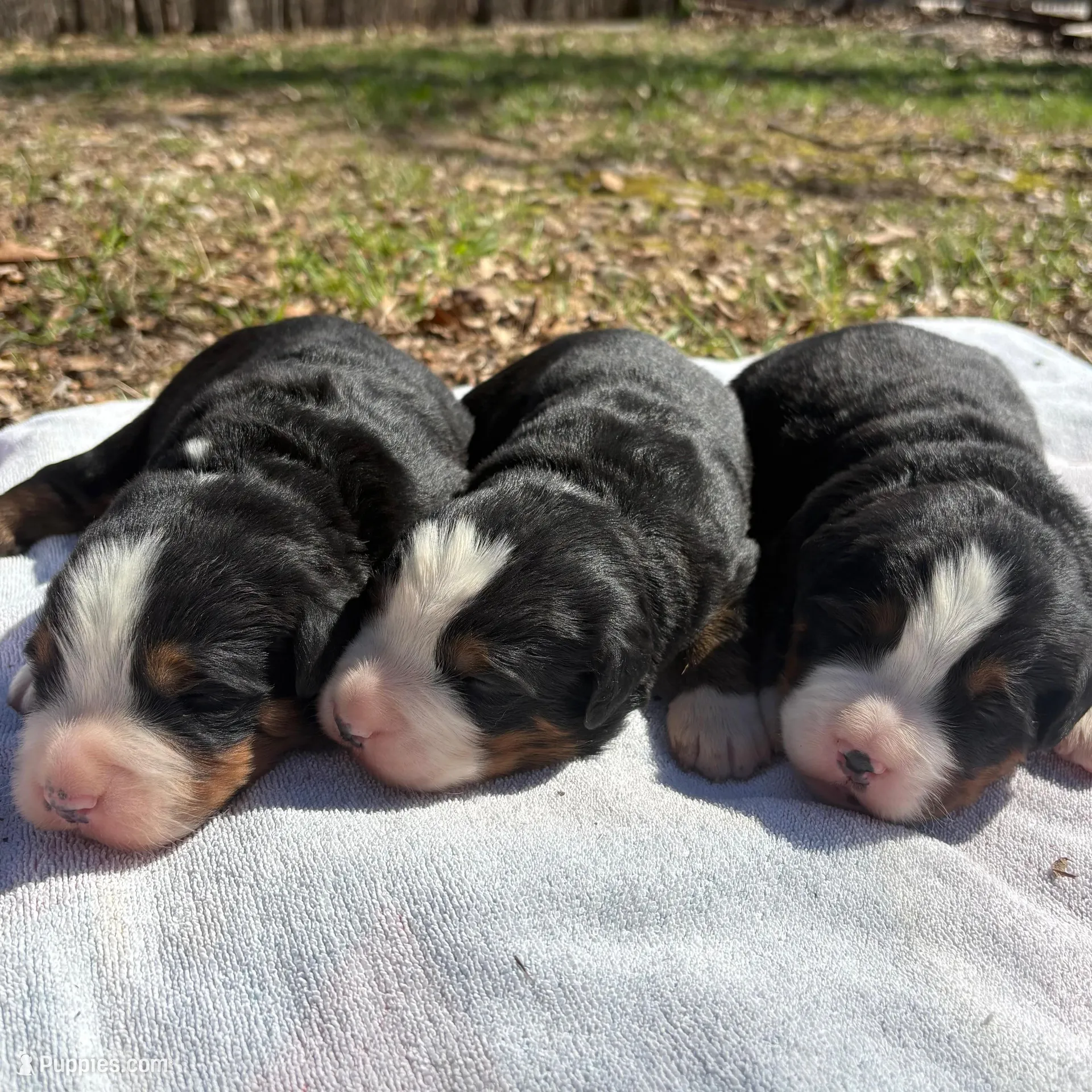 Jax, a male Bernese Mountain Dog for sale in Norwood, MO – Photo 2 of 2