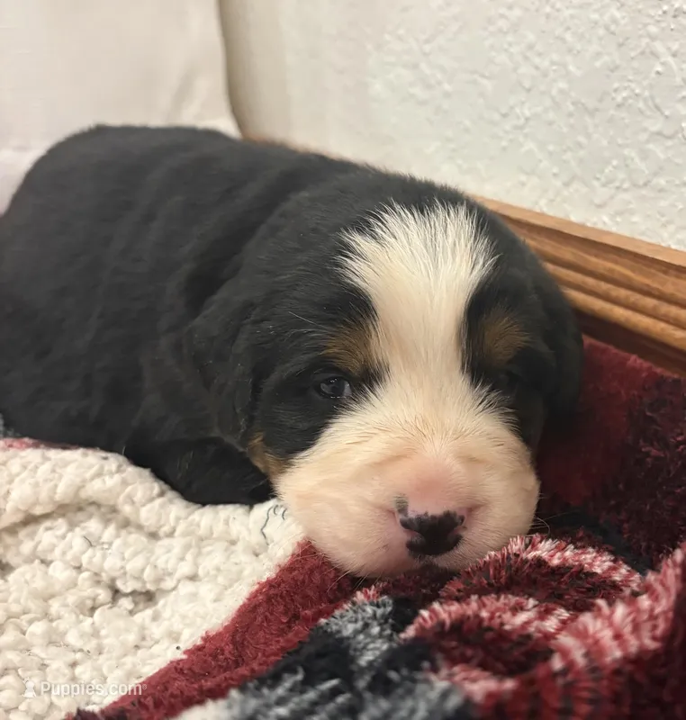 Jax – Bernese Mountain Dog puppy for sale in Norwood, MO