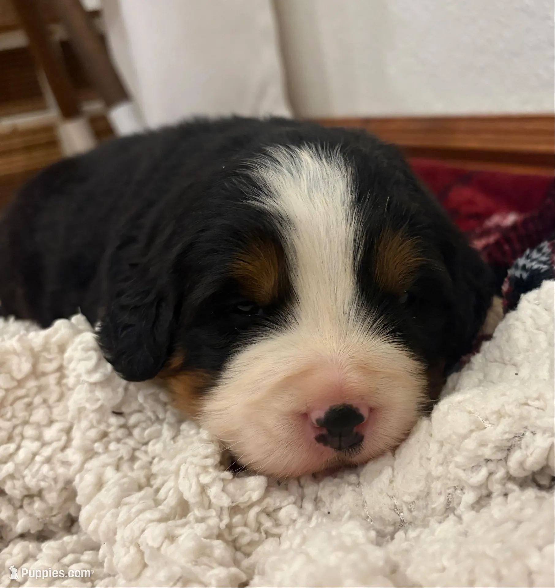Lucy – Bernese Mountain Dog puppy for sale in Norwood, MO