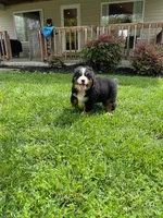 Lucy, a female Bernese Mountain Dog for sale in Norwood, MO – Photo 5 of 5