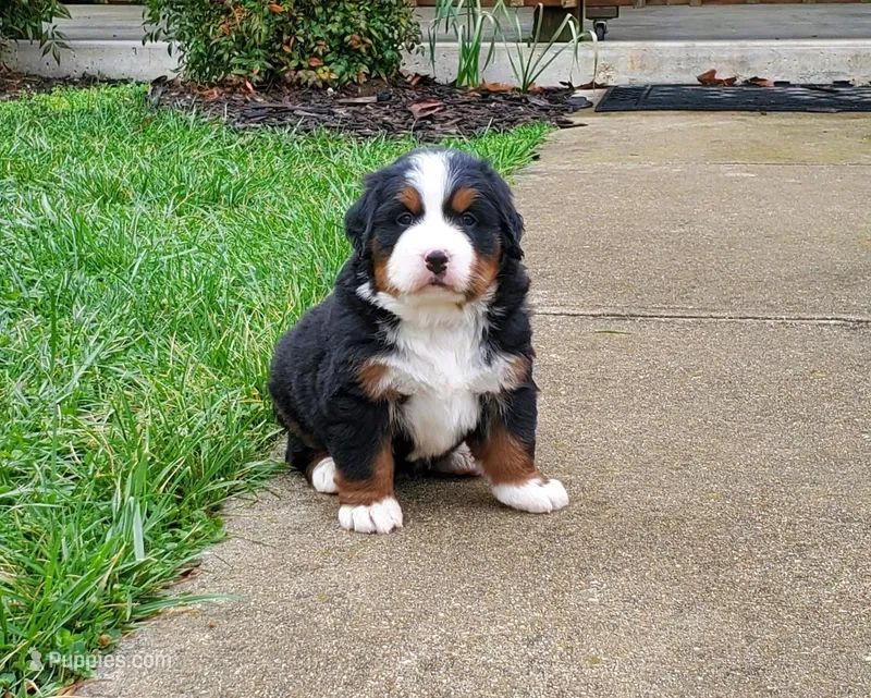 Lucy – Bernese Mountain Dog puppy for sale in Norwood, MO