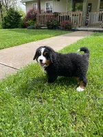 Lucy, a female Bernese Mountain Dog for sale in Norwood, MO – Photo 4 of 5