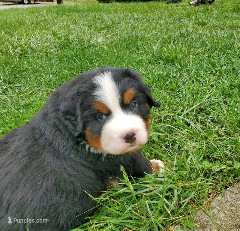 Lucy – Bernese Mountain Dog puppy for sale in Norwood, MO