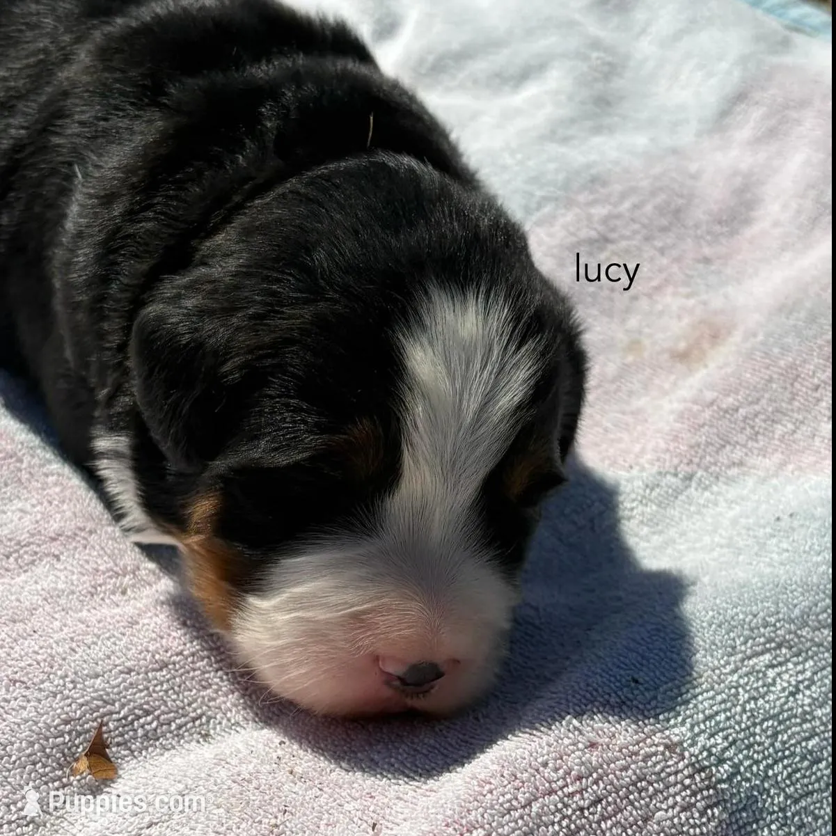 Lucy – Bernese Mountain Dog puppy for sale in Norwood, MO