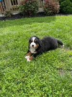 Lucy, a female Bernese Mountain Dog for sale in Norwood, MO – Photo 3 of 5
