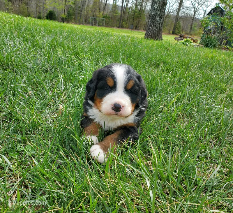 Leo – Bernese Mountain Dog puppy for sale in Norwood, MO