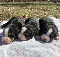Leo, a male Bernese Mountain Dog for sale in Norwood, MO – Photo 2 of 2