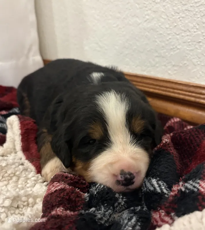 Leo – Bernese Mountain Dog puppy for sale in Norwood, MO