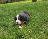 Leo, a male Bernese Mountain Dog for sale in Norwood, MO – Photo 2 of 2