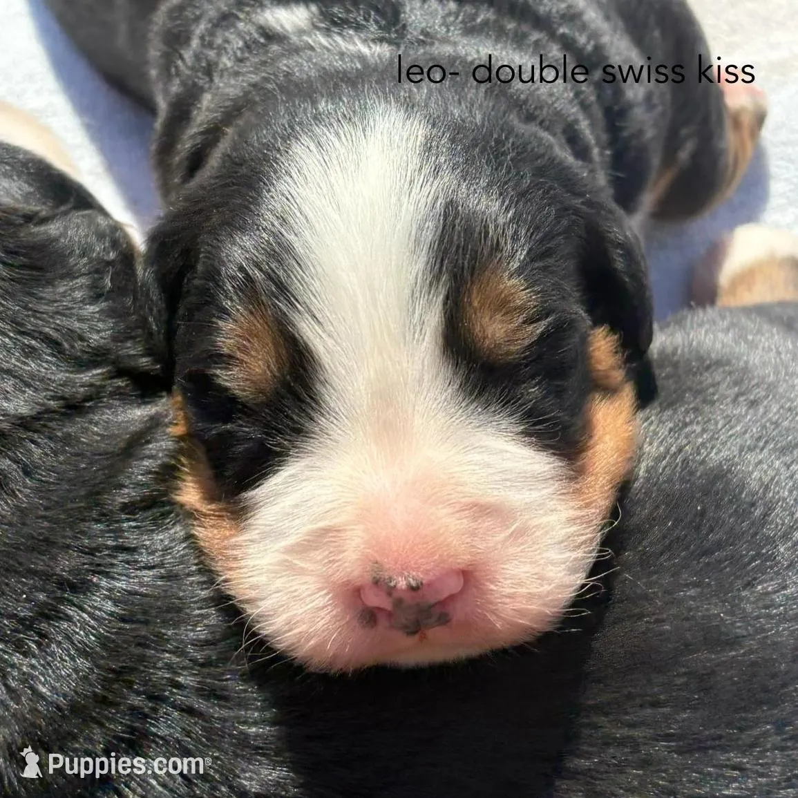 Leo – Bernese Mountain Dog puppy for sale in Norwood, MO