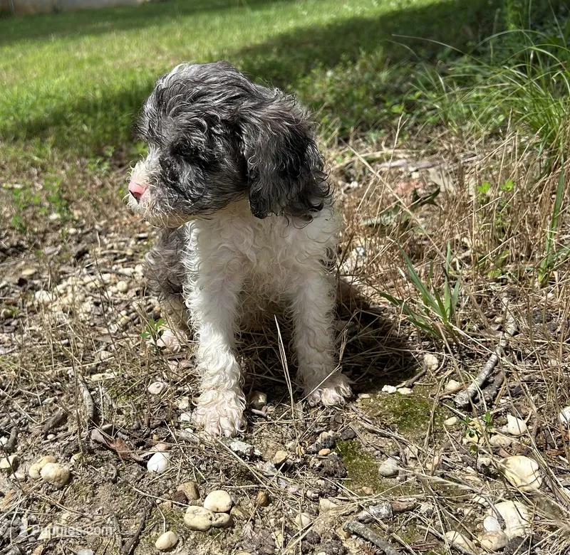 Sammy – Cavapoo puppy for sale in Millville, NJ