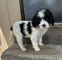 Prada, a female Cavapoo for sale in Millville, NJ – 1 of 1