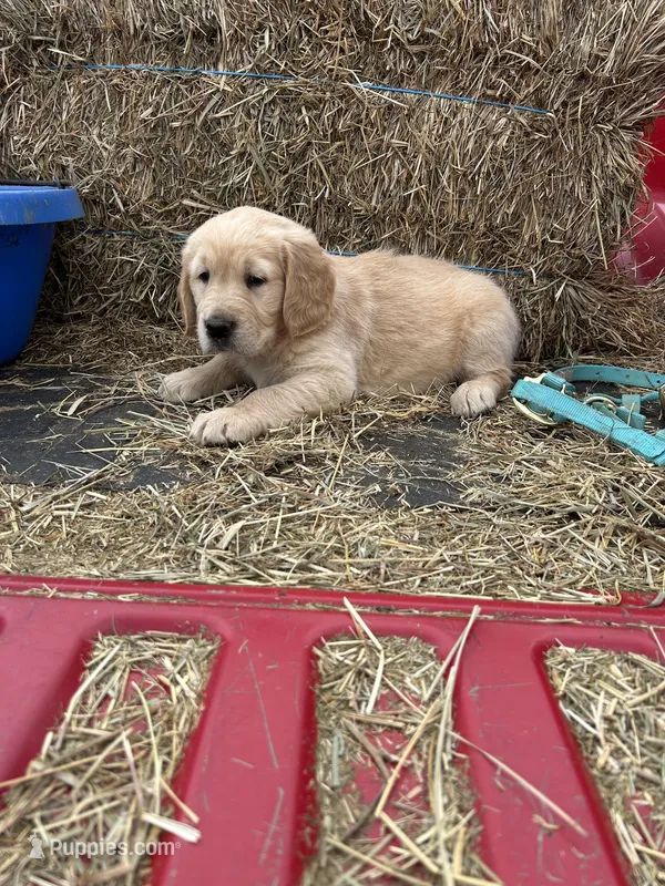 Rusty – Golden Retriever puppy for sale in Millville, NJ
