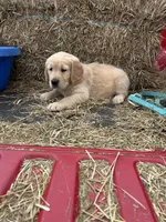 Rusty, a male Golden Retriever for sale in Millville, NJ – 1 of 1