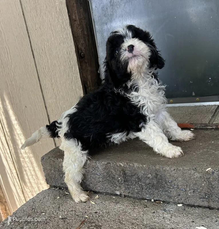 Riley – Cavapoo puppy for sale in Millville, NJ