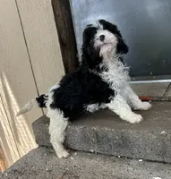 Riley, a male Cavapoo for sale in Millville, NJ – 1 of 1