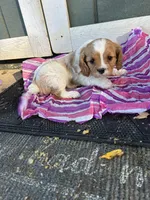 Macy, a female Cavapoo for sale in Millville, NJ – 2 of 2