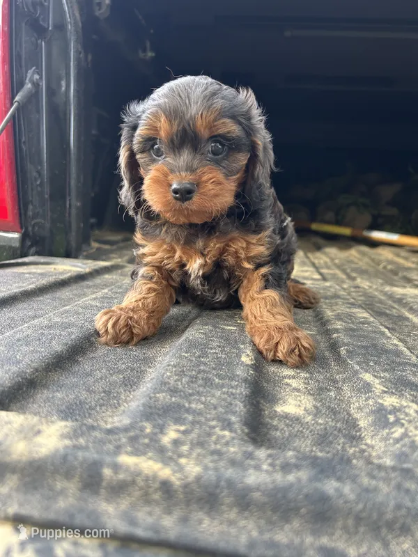 Lola – Cavapoo puppy for sale in Millville, NJ