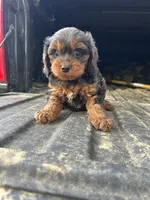 Lola, a female Cavapoo for sale in Millville, NJ – 1 of 2