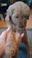 Patterson, a male Miniature Golden Retriever for sale in Millville, NJ – 3 of 3