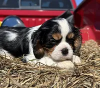 Bella, a female Cavalier King Charles Spaniel for sale in Millville, NJ – Photo 3 of 3