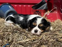 Bella, a female Cavalier King Charles Spaniel for sale in Millville, NJ – Photo 2 of 3