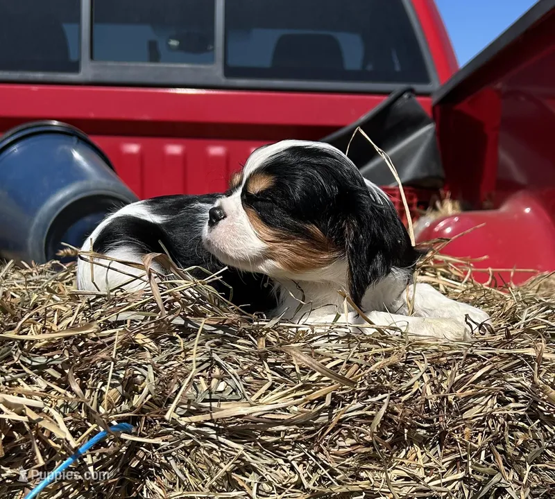 Bella – Cavalier King Charles Spaniel puppy for sale in Millville, NJ