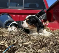 Bella, a female Cavalier King Charles Spaniel for sale in Millville, NJ – Photo 1 of 3