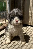 Sammy, a male Cavapoo for sale in Millville, NJ – 2 of 2