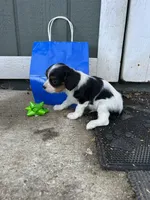 Todd, a male Cavapoo for sale in Millville, NJ – 2 of 2