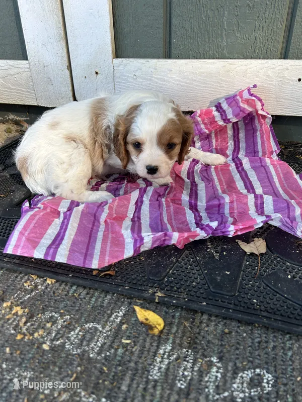 Dottie – Cavapoo puppy for sale in Millville, NJ
