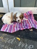 Dottie, a female Cavapoo for sale in Millville, NJ – 1 of 1