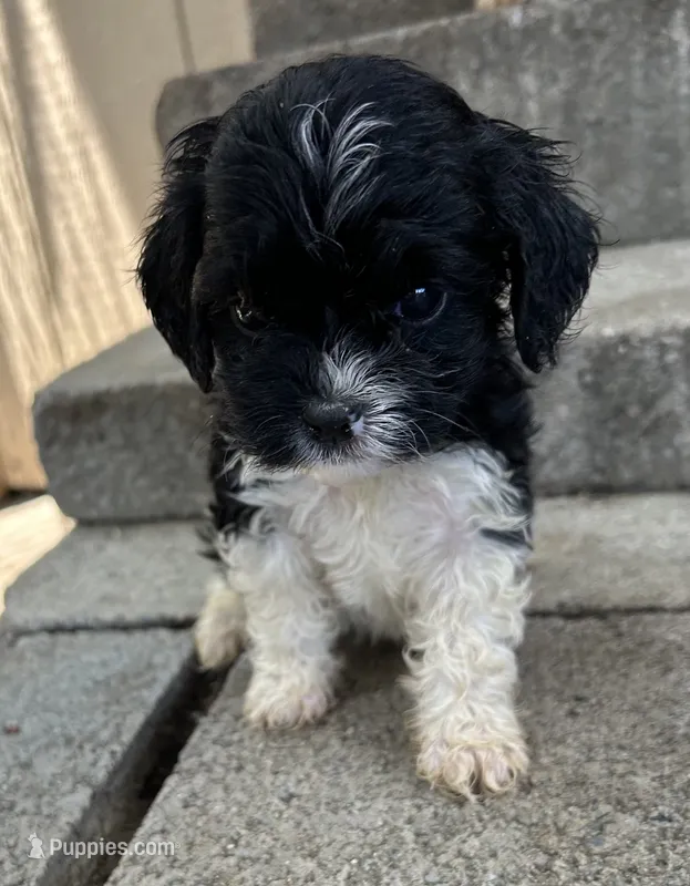 Lily – Cavapoo puppy for sale in Millville, NJ