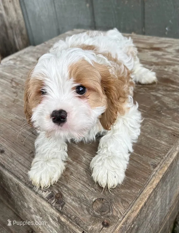 Smooch – Cavapoo puppy for sale in Millville, NJ